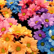 flowers_110.jpg