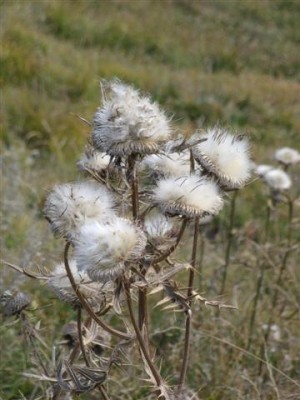 IMG_3422 (Small).JPG