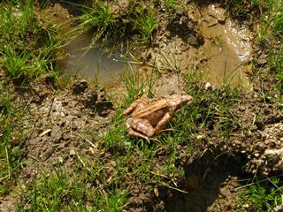 principe o rospo.JPG