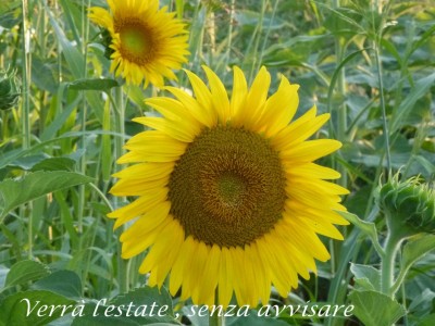 primi girasoli estate 2011.jpg