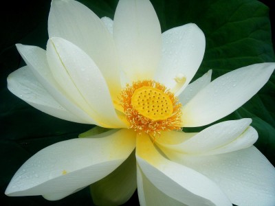 meranogr 035ggg - Copia.jpg