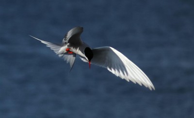 IMG_2123-1 (Medium).jpg