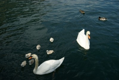 Limone del Garda dan (20).JPG