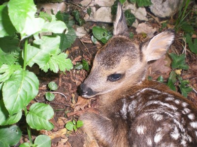 1giugno bambi 058.JPG