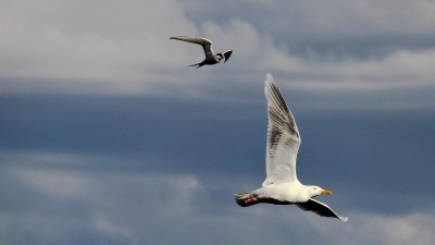 IMG_2058-1366 (Medium).jpg