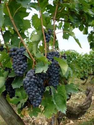 varie+S casc.piatto tipico- Aout-11 003.jpg