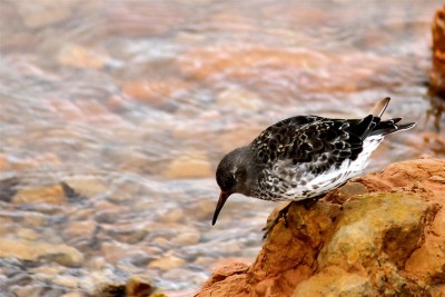 GIMG_2572-1 (Medium).jpg