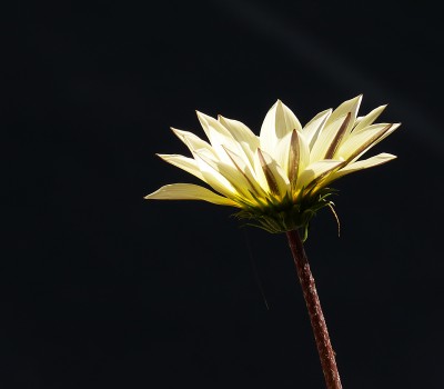 black and flower..JPG