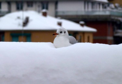 ma che ci faccio qui....jpg