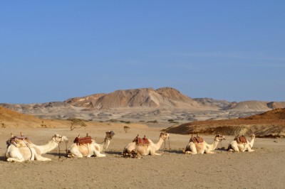 Marsa Alam 2011 747.jpg