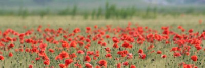 IMG_0024.jpg (32.24 KiB) Osservato 814 volte IMG_0024.jpg