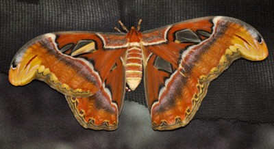 DSC_5448 farfalla cobra OT.jpg