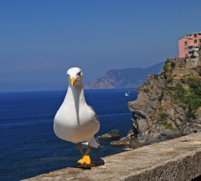DSC_Manarola (11) gabbiano OT.jpg
