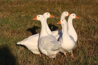 IMG_4924 - Copia.JPG