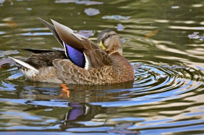 DSC_0138 anatra OT.jpg