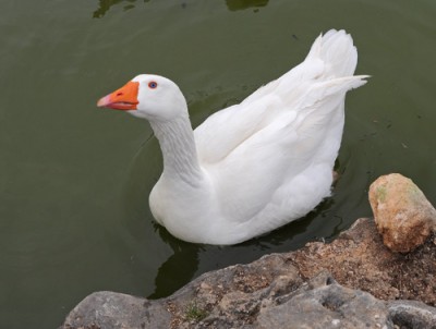 DSC_2328 anatra OT.jpg