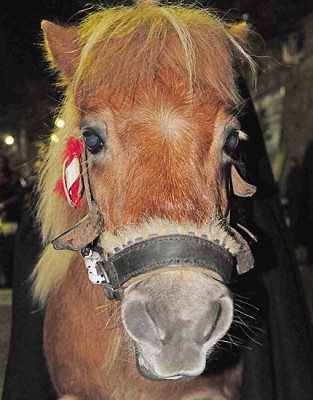 DSC_8858 pony OT.jpg