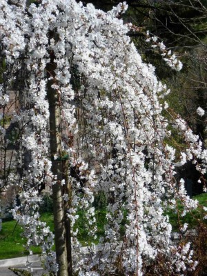 Auguri Valentina & Giuseppe.jpg