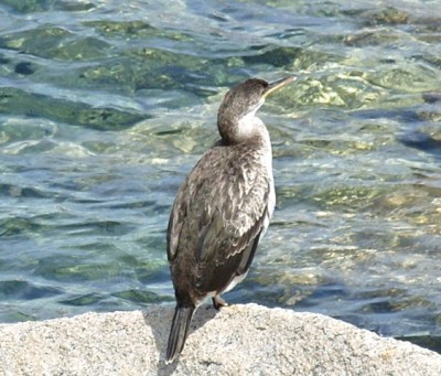 S1053444_Cormorano.JPG