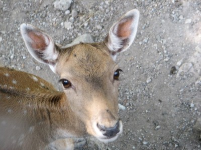 Copia di IMG_4664.JPG