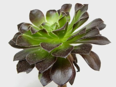 Aeonium arboreum (r).jpg
