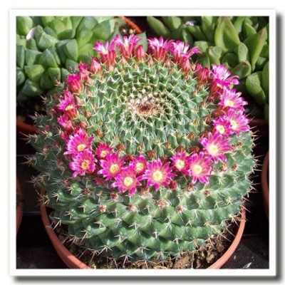 Cactus (Small).jpg
