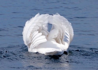 cigno (Small).jpg