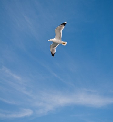 Copia di in volo-2083.JPG