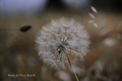 _DSC3704 Silvia.jpg (245.25 KiB) Osservato 1219 volte _DSC3704 Silvia.jpg
