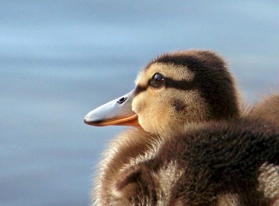 Spensierata - Copia.jpg