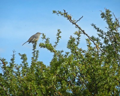 El Calafate 385M.JPG