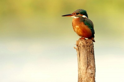 DSC00132_filtered 1.jpg