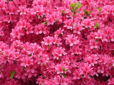 Fiori Orto Botanico Pavia (8).jpg