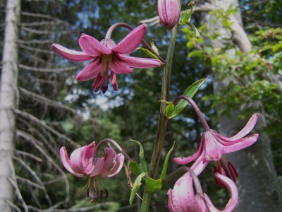Trek Slovenia 272.JPG