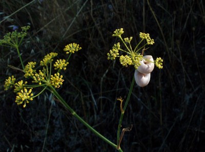 P8241501 - finocchio_selvatico_con_lumachine - rit.JPG