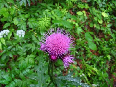 IMG_0448 (Small).JPG