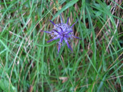 IMG_0463 (Small).JPG