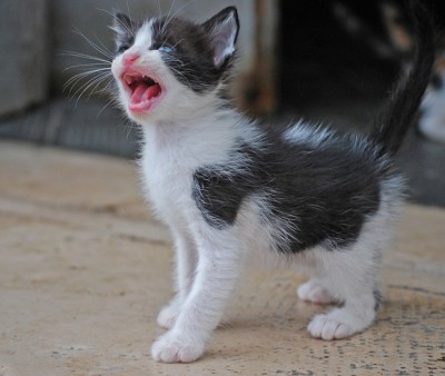 gattino che piange OT.jpg