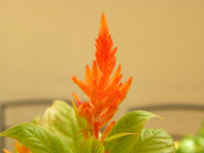 Celosia Plumosa.jpg