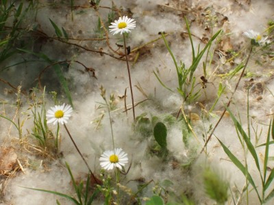 P5290884 - margherite_trevignano-compr.JPG