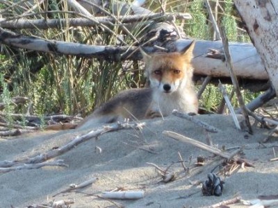 Alberese July 12 083.jpg