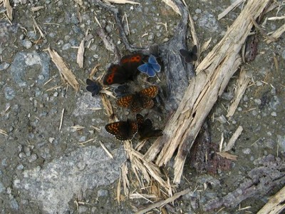 IMG_2144b (Small).jpg