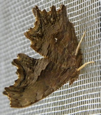 Polygonia_Egea_(Vanessa della parietaria)b.jpg