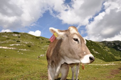 mucchina in alto adige.jpg