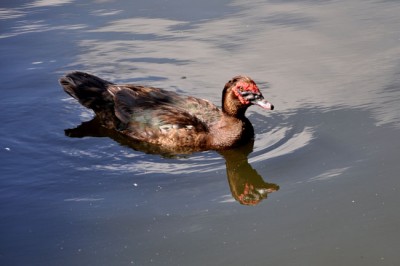 incontro in un  lago.jpg