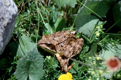 Rospo di Livigno_031.jpg