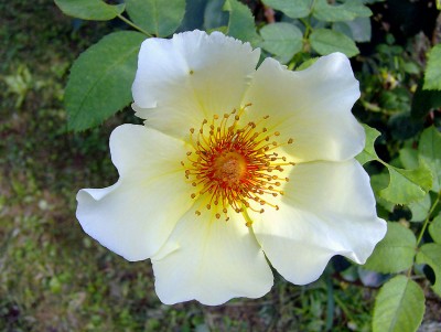 Fiori_013_CI.jpg