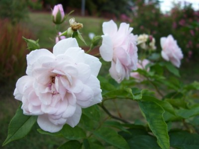 103_0825 (640x480).jpg