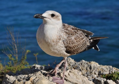 Gabbiano Diomedea Isole Tremiti .jpg