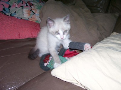 100_0212 (2) copia.jpg